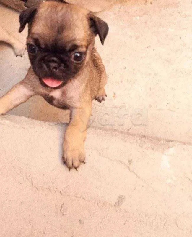 chiwawa - Photo 1