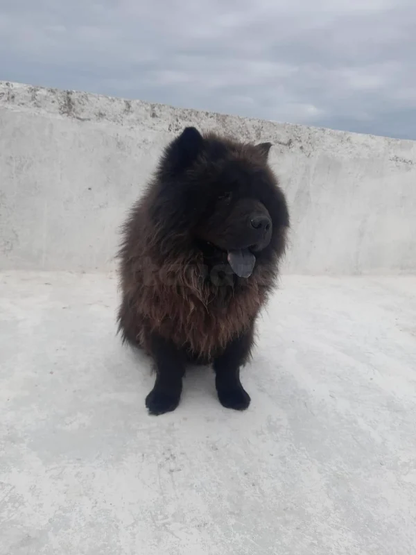 Chiens chow chow . Rot. Akita américain - Miniature 3