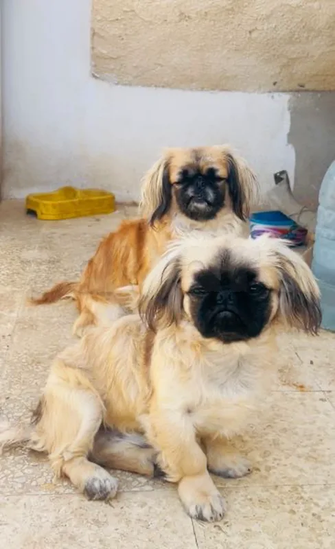 pekinois - Photo 1