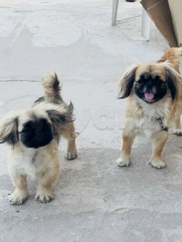 pekinois - Miniature 2