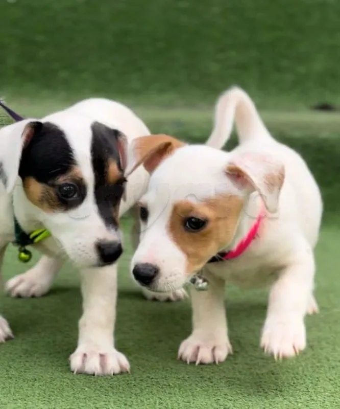jack russell - Photo 1
