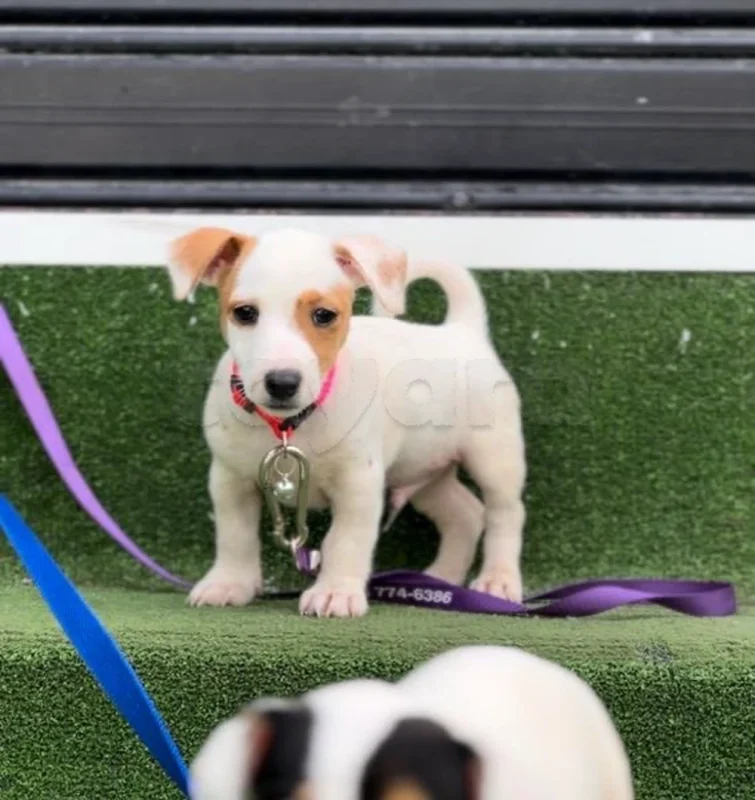 jack russell - Miniature 2