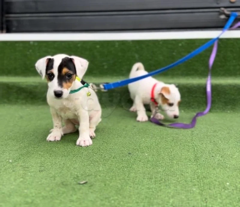 jack russell - Miniature 3