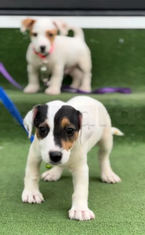 jack russell - Miniature 4