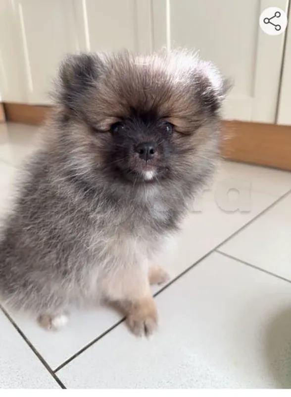 vente chiots spitz Poméranie - Miniature 2