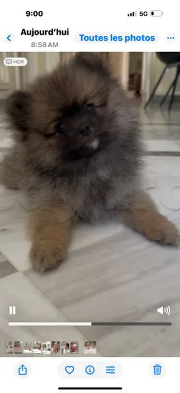 vente chiots spitz Poméranie - Miniature 3