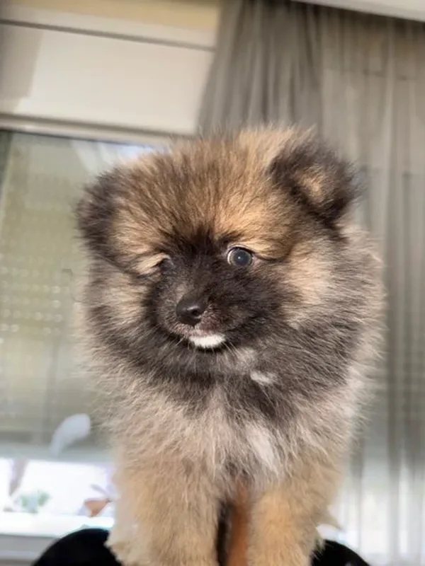 vente chiots spitz Poméranie - Miniature 4
