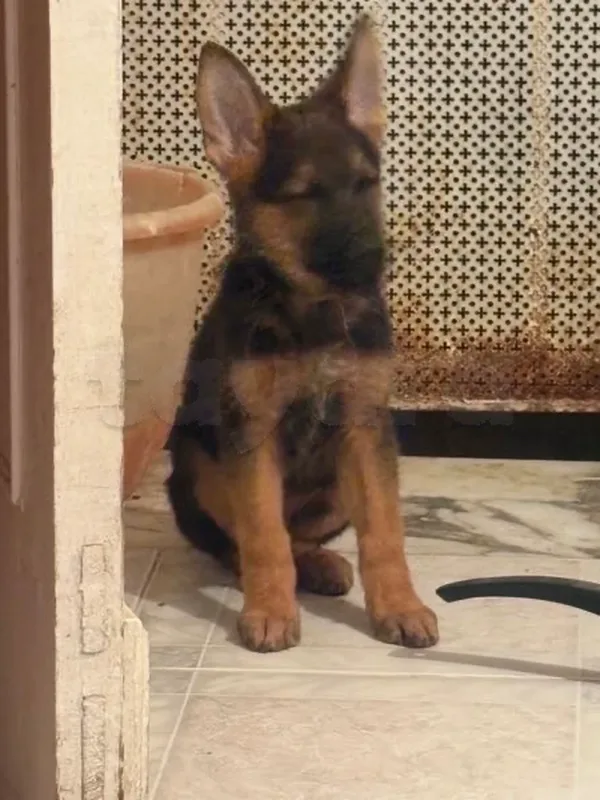 chiots berger 3 moi - Photo 1