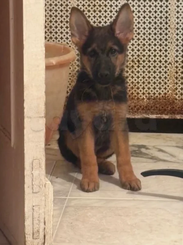 chiots berger 3 moi - Miniature 2