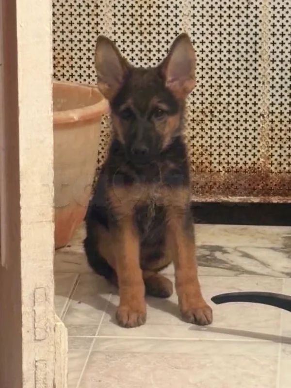 chiots berger 3 moi - Miniature 3
