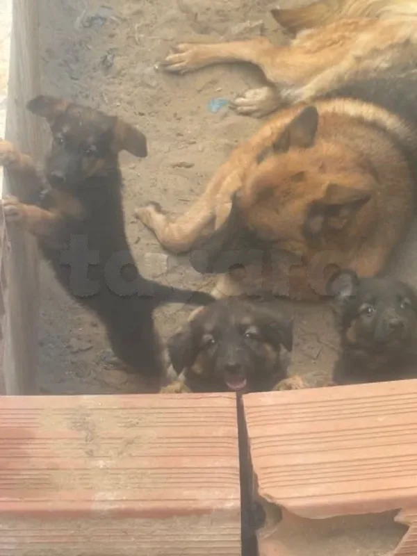 chiots berger 3 moi - Miniature 4