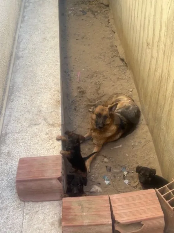 chiots berger 3 moi - Miniature 5