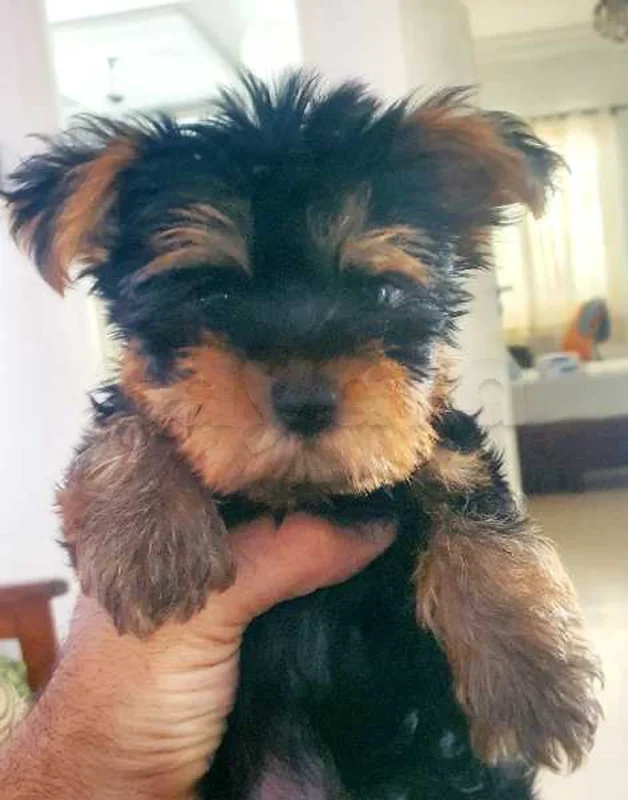 SUPERBE YORKSHIRE TERRIER - Photo 1