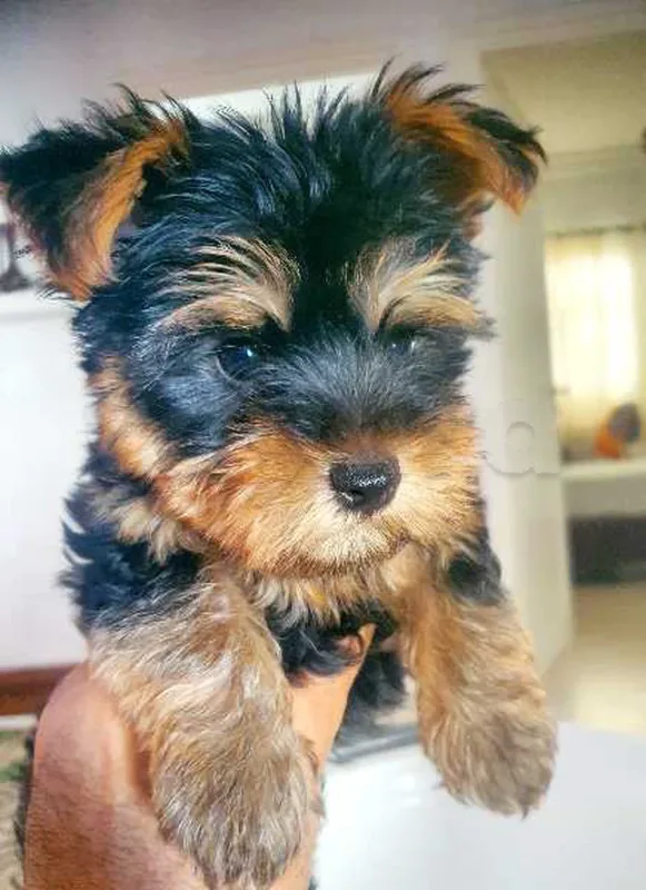SUPERBE YORKSHIRE TERRIER - Miniature 2