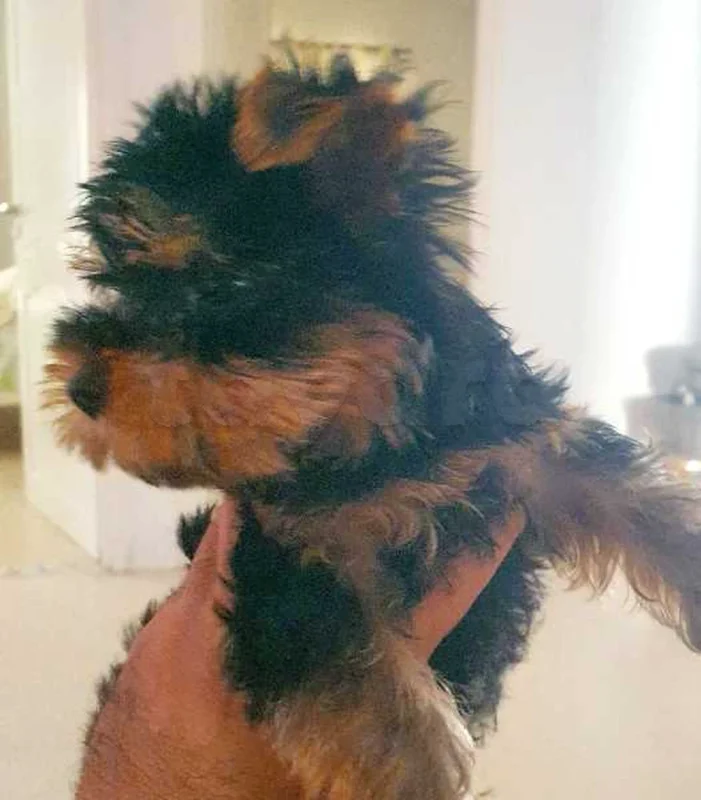 SUPERBE YORKSHIRE TERRIER - Miniature 3