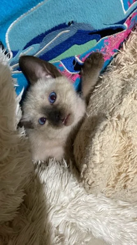 chat siamois 🐈 - Miniature 2