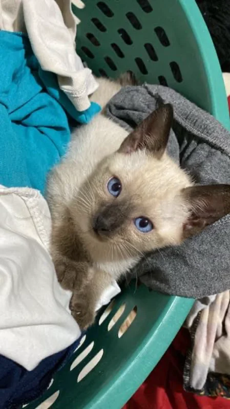 chat siamois 🐈 - Miniature 3