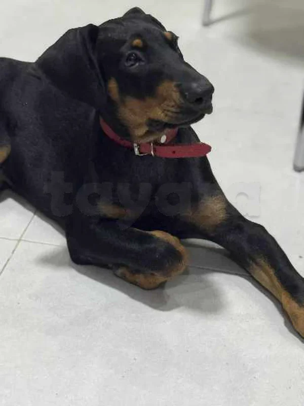 Dobermann - Photo 1