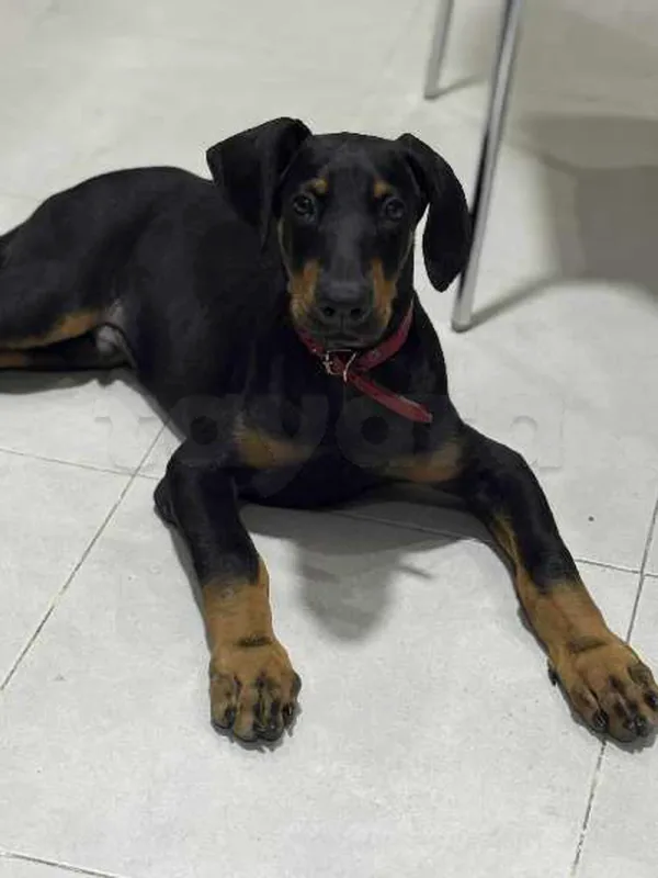 Dobermann - Miniature 2