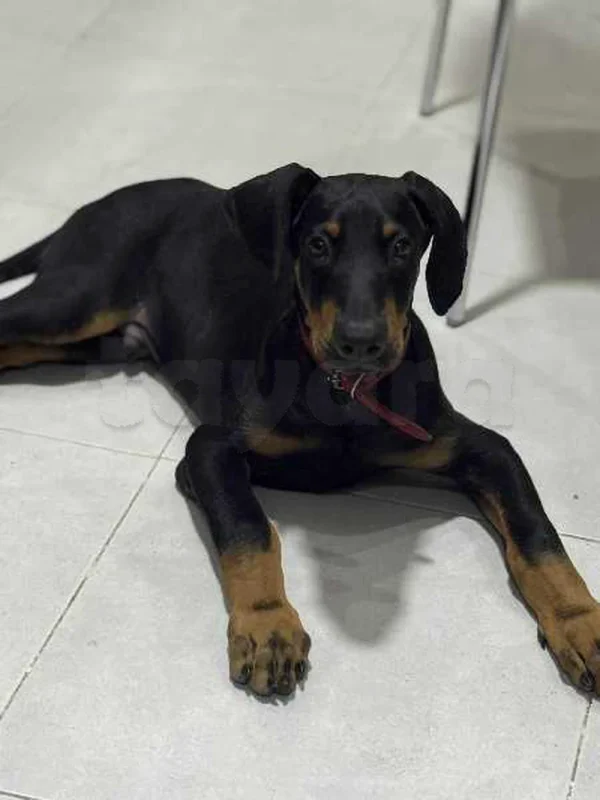 Dobermann - Miniature 3