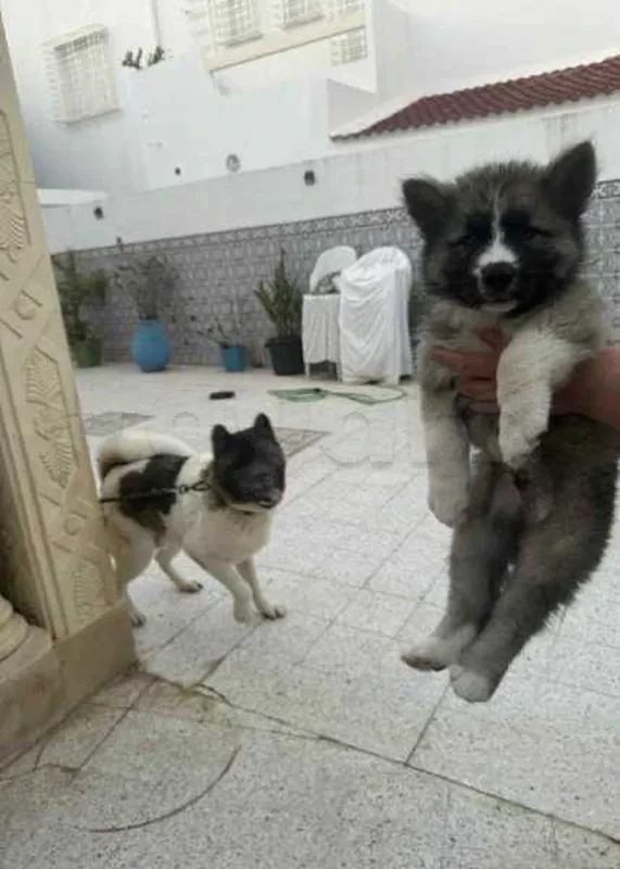 chiot mâle Akita américain - Photo 1
