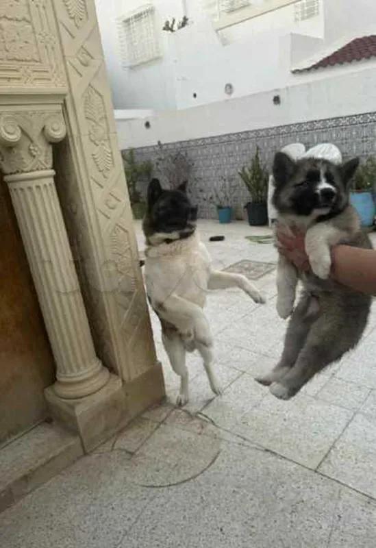 chiot mâle Akita américain - Miniature 2