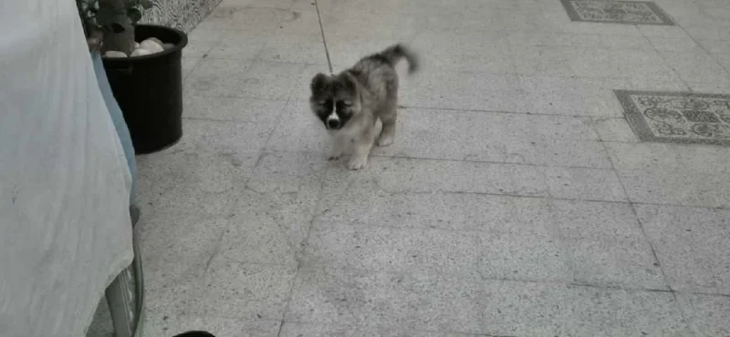 chiot mâle Akita américain - Miniature 3