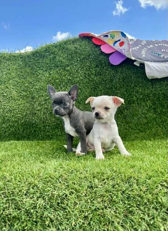 chihuahua toy - Photo 1