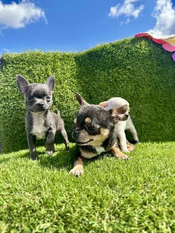 chihuahua toy - Miniature 2