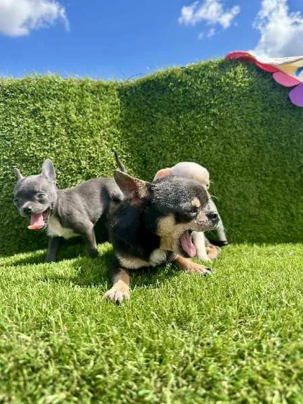 chihuahua toy - Miniature 3