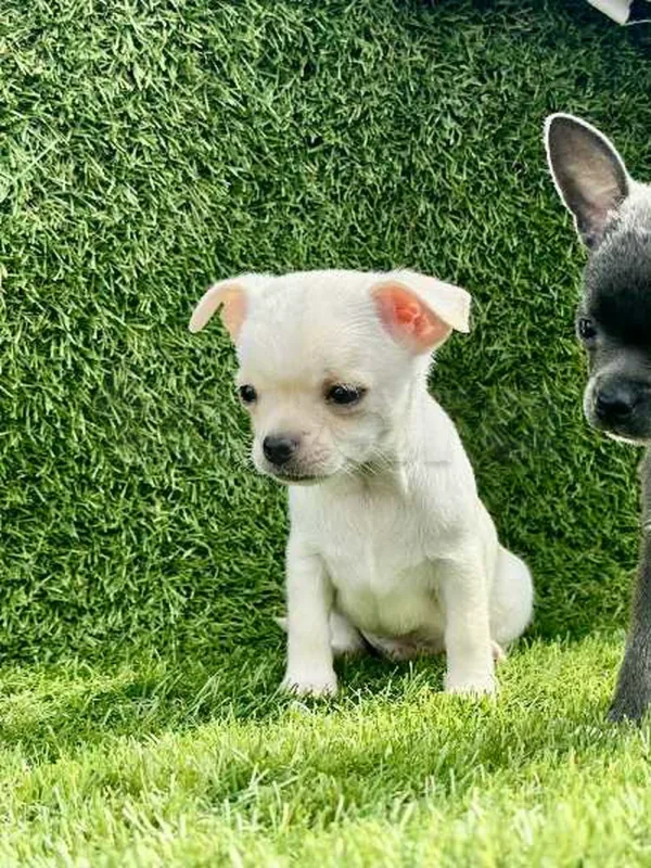 chihuahua toy - Miniature 4
