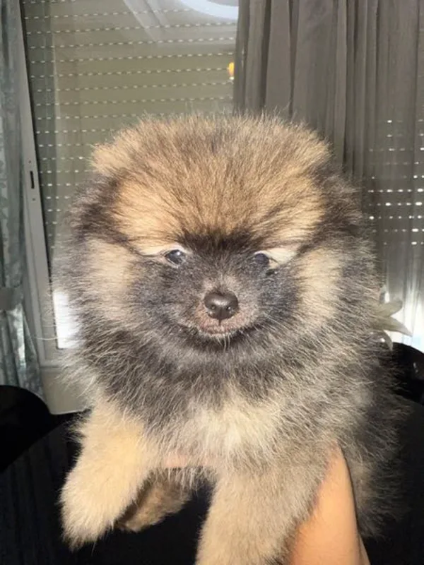 vente chien - Miniature 2