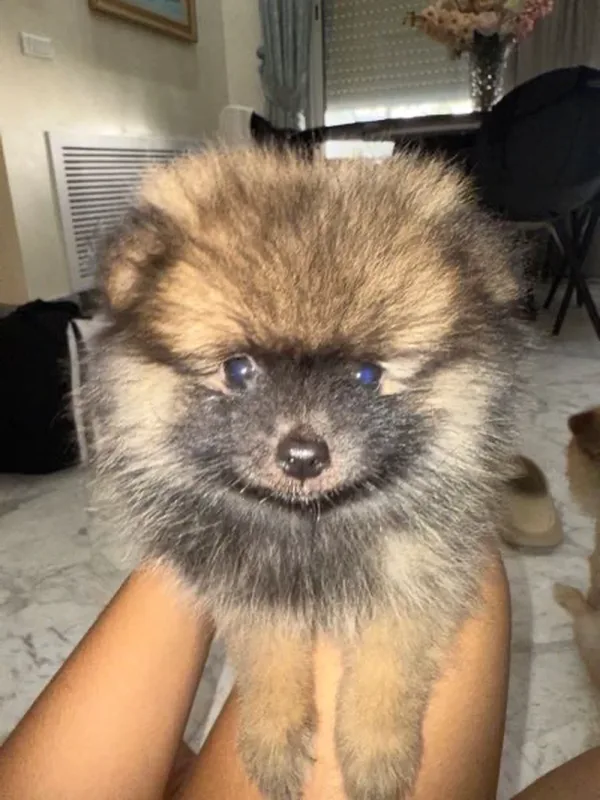 vente chien - Miniature 3