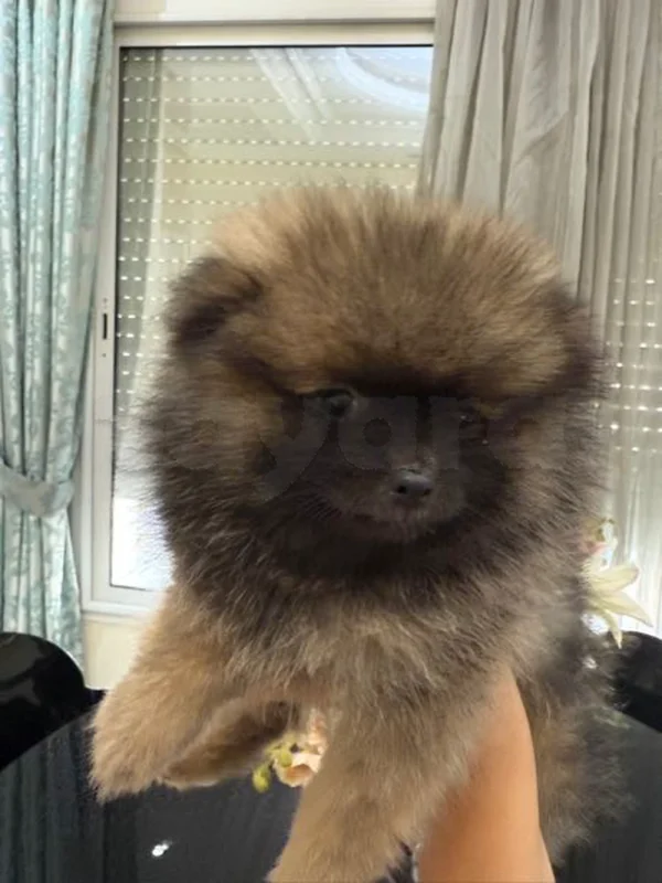 vente chien - Miniature 4