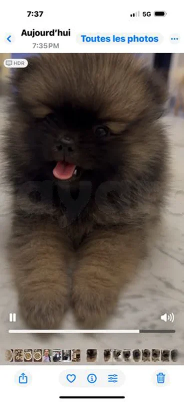 vente chien - Miniature 5