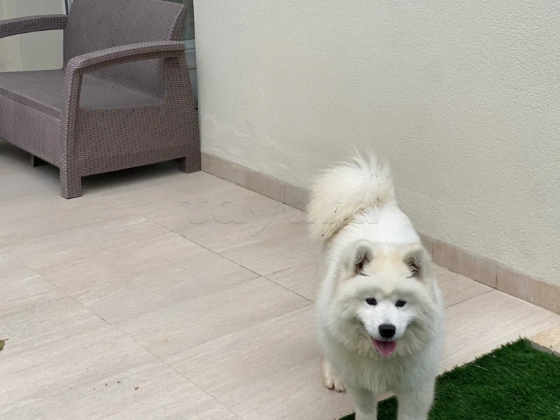 Chien samoyède - Photo 1