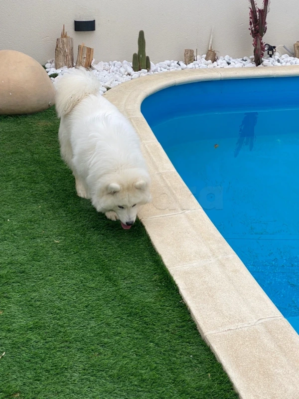 Chien samoyède - Miniature 2