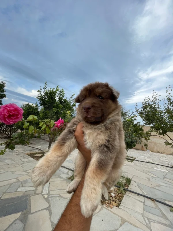 Un chien berger allemand X Berger blanc suisse - Photo 1