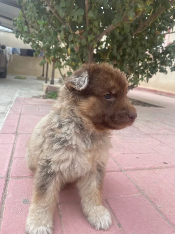 Un chien berger allemand X Berger blanc suisse - Miniature 3