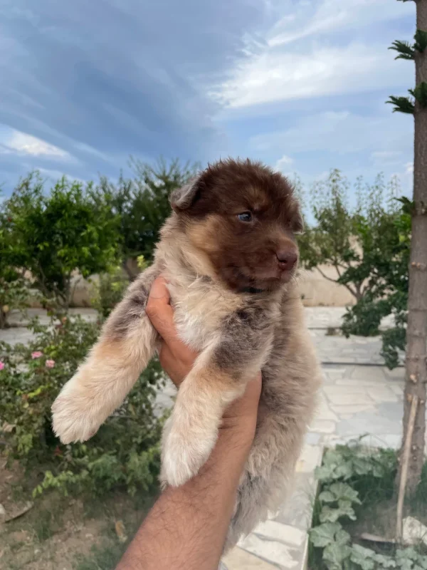 Un chien berger allemand X Berger blanc suisse - Miniature 4