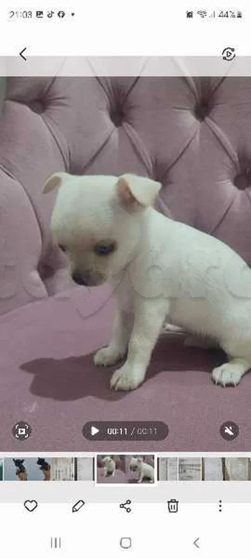 chihuahua toy - Photo 1