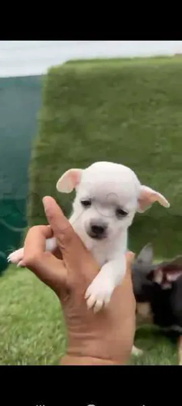 chihuahua toy - Miniature 3