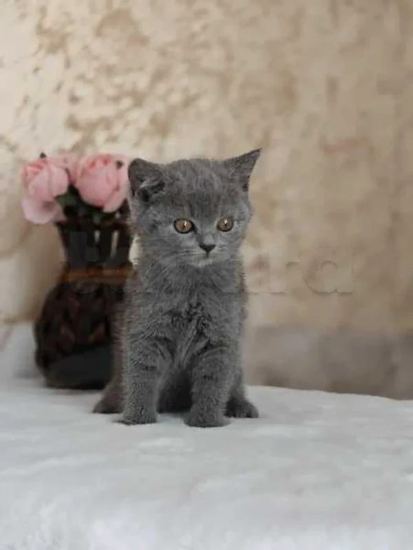 chat British short hair