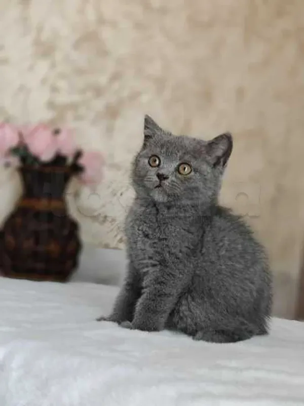 chat British short hair - Miniature 2