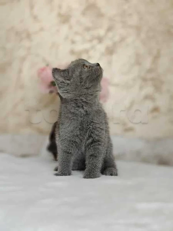 chat British short hair - Miniature 3