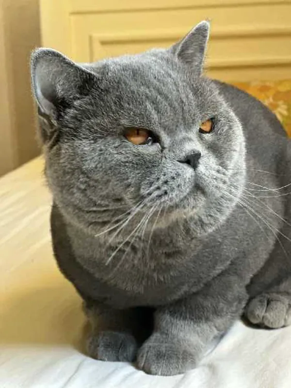 chat British short hair - Miniature 5