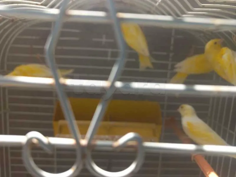 canari