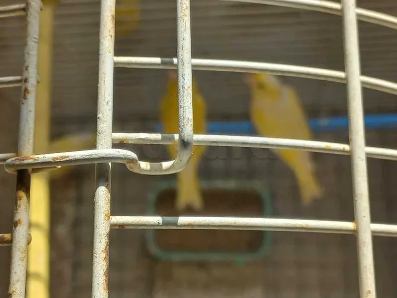 canari - Miniature 2