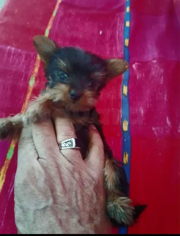 chiots yorkshire toy âge 2 mois - Photo 1