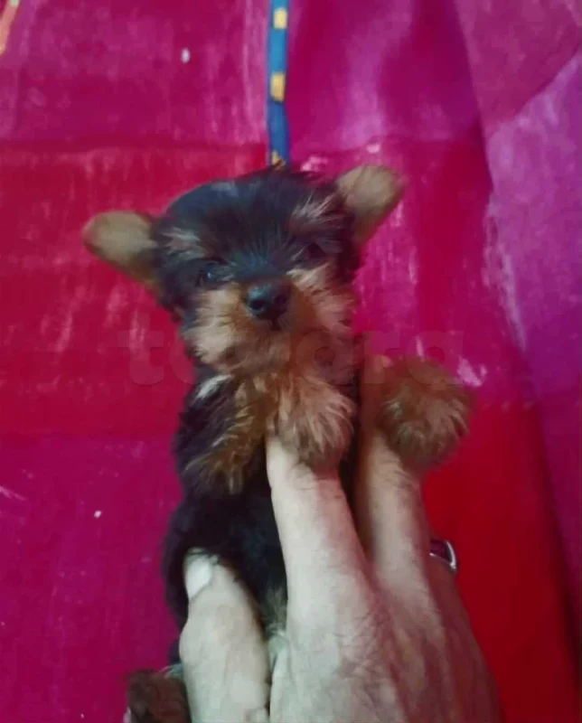chiots yorkshire toy âge 2 mois - Miniature 2